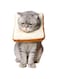 Benting Adjustable Toast Shaped Cat Cone Collar - Soft Elizabethan Collar for Cat and Kitten - Cone for Cat After Surgery - Cat Recovery Collar (Small)