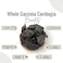 AWAFI MILL Whole Garcinia Cambogia - Premium Quality Natural Fruit for Culinary Use (Bottle of 50 gram / 1.7 Oz)