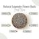 AWAFI MILL Natural Lavender Flower Buds - Premium Quality - Fragrant and Therapeutic - Perfect for Aromatherapy, Potpourri, and Crafts (Bottle of 50 gram / 1.7 Oz)