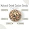AWAFI MILL Natural Dried Castor Seeds - Premium Quality - Rich in Nutrients - Versatile Uses - Ideal for Beauty, Health, and Culinary Purposes (Bottle of 50 gram / 1.7 Oz)