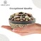 AWAFI MILL Natural Dried Castor Seeds - Premium Quality - Rich in Nutrients - Versatile Uses - Ideal for Beauty, Health, and Culinary Purposes (Bottle of 50 gram / 1.7 Oz)