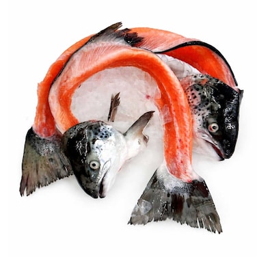 رأس سمك السلمون