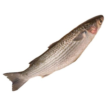 سمك بوري رمادي طازج