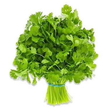 نبتة الشبت في وعاء