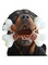 Xspring Nylon Dog Bones for Dogs, Nylon Bone Dog Toy with Beef Flavor, PU Dog Chew Toys, Durable Indestructible Dog Toys for Medium Large Breeds, Puppy Toys to Keep Them Busy