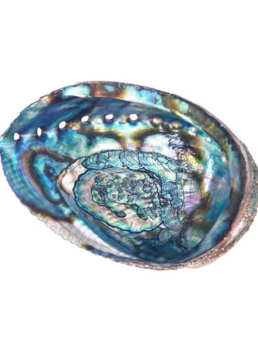 Incense Garden Abalone Smudging Bowl Seashell Burner, 5-6in