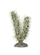 HOBBY Terrarium Decoration, Cactus Simpson