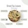 AWAFI MILL Dried Fig Leaves - Premium Quality - Natural Flavor Enhancer - Culinary Delight - Perfect for Cooking and Infusions (Bottle of 50 gram / 1.7 Oz)
