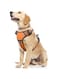 WINSEE Dog Harness No Pull, Pet Harnesses with Dog Collar, Adjustable Reflective Oxford Outdoor Vest, Front/Back Leash Clips for Small, Medium, Large, Extra Large Dogs, Easy Control Handle for Walking