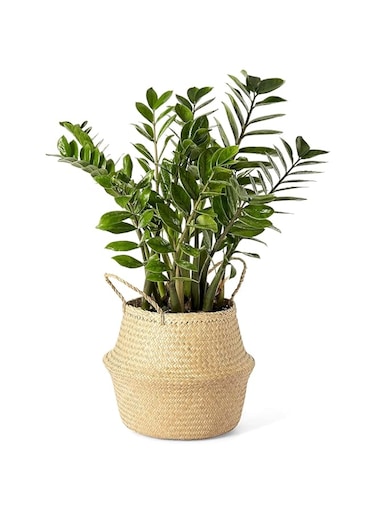 JWWYJ Woven Seagrass Belly Basket with Handles, Indoor Home Storage Plant Pot Basket, Hand Crafted Natural Picnic Straw Basket for Picnic, Home Decor(Medium, Natural)