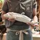 Hansa 5042 Dolphin Plush   Realistic Hand‑Finished Marine Animal Soft Toy   40 cm Cuddly Dolphin Stuffed Animal