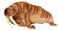 Hansa Marse 38 cm Plush   Realistic Hand-Finished Soft Toy   Large Hugging Animal Plush for Kids &amp; Collectors