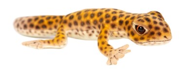 Hansa 6937 Chameleon Plush   Realistic Hand‑Finished Reptile Soft Toy   Collectible Stuffed Animal for Kids &amp; Adults