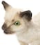 Hansa Siamese Kitten Plush 33 cm   Realistic Hand-Finished Cat Soft Toy   Cuddly Animal Plush for Kids &amp; Collectors