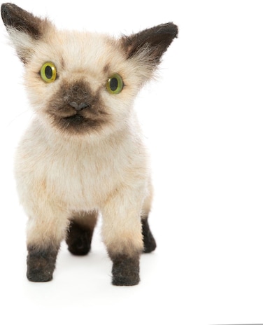 Hansa Siamese Kitten Plush 33 cm   Realistic Hand-Finished Cat Soft Toy   Cuddly Animal Plush for Kids &amp; Collectors