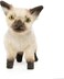 Hansa Siamese Kitten Plush 33 cm   Realistic Hand-Finished Cat Soft Toy   Cuddly Animal Plush for Kids &amp; Collectors