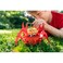 4M Green Science Hybrid Crabot-Solar Power Crawling Crab Kit-for Kids Ages 5+, Multi Coloured