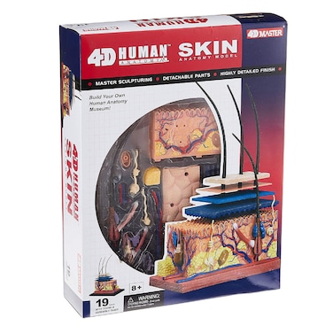 Chapmei 4D Human Anatomy-Skin Section