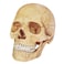 Chapmei 4D Human Anatomy Skull Model
