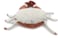 Les D&eacute;glingos  PTIPOTOS Cassecol Crab &ndash; Soft Plush Crab Toy, Terracotta Ocean Animal Stuffed Toy for Kids &amp; Toddlers