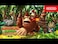Nintendo Donkey Kong Country'Turns HD