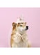 L'EEREYDAS Cat Bithday Hat Bowtie 2 Pcs Set, Pet Birthday Princess Hat Set for Cat Dogs Party Dress Up Costume Headscarf/Crown Bowknot for Kittens and Puppies