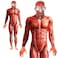 Anatomy Man Cotume With Bodyuit &amp; Mak, Red
