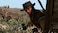Playstation 5 Red Dead Redemption HD NMA