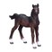 Mojo Hanoverian Foal Bay Realistic Equestrian Horse Club Hand Painted Toy Figurine, 381018
