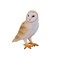 Mojo Barn Owl Realistic International Wildlife Toy Replica Hand Painted Figurine