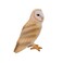 Mojo Barn Owl Realistic International Wildlife Toy Replica Hand Painted Figurine