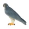 Mojo Animal Peregrine Falcon