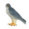 Mojo Animal Peregrine Falcon