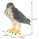 Mojo Animal Peregrine Falcon