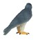 Mojo Animal Peregrine Falcon