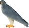 Mojo Animal Peregrine Falcon