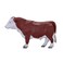 Mojo Farmland Hereford Bull - 381073
