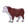 Mojo Farmland Hereford Bull - 381073