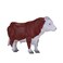 Mojo Farmland Hereford Bull - 381073