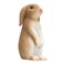 Mojo Animal Rabbit Sitting