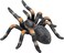 Mojo Animal Red Kneed Tarantula
