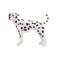 Mojo Animal Dalmatian