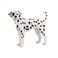 Mojo Animal Dalmatian