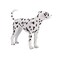 Mojo Animal Dalmatian