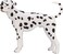 Mojo Animal Dalmatian