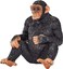 Mojo Animal Chimpanzee