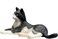 Mojo Animal Cat Lying Black And White