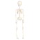 Halloween Decoration Skeletons 8x8x37cm 3Pcs/Pk