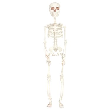 Halloween Decoration Skeletons 8x8x37cm 3Pcs/Pk