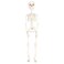 Halloween Decoration Skeletons 8x8x37cm 3Pcs/Pk